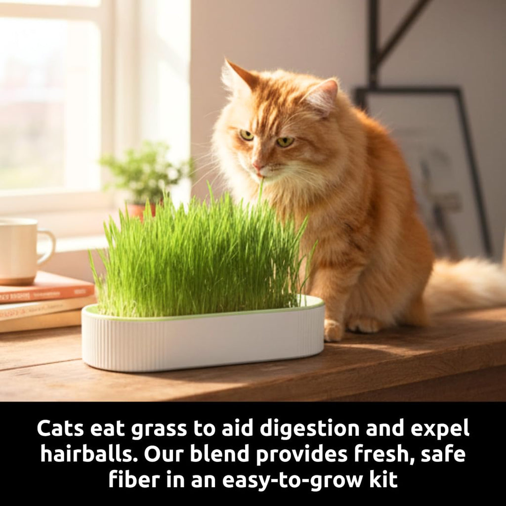 Hydroponic Cat Grass Grow Kit with 2 Oz Non-GMO Seeds Y917475
