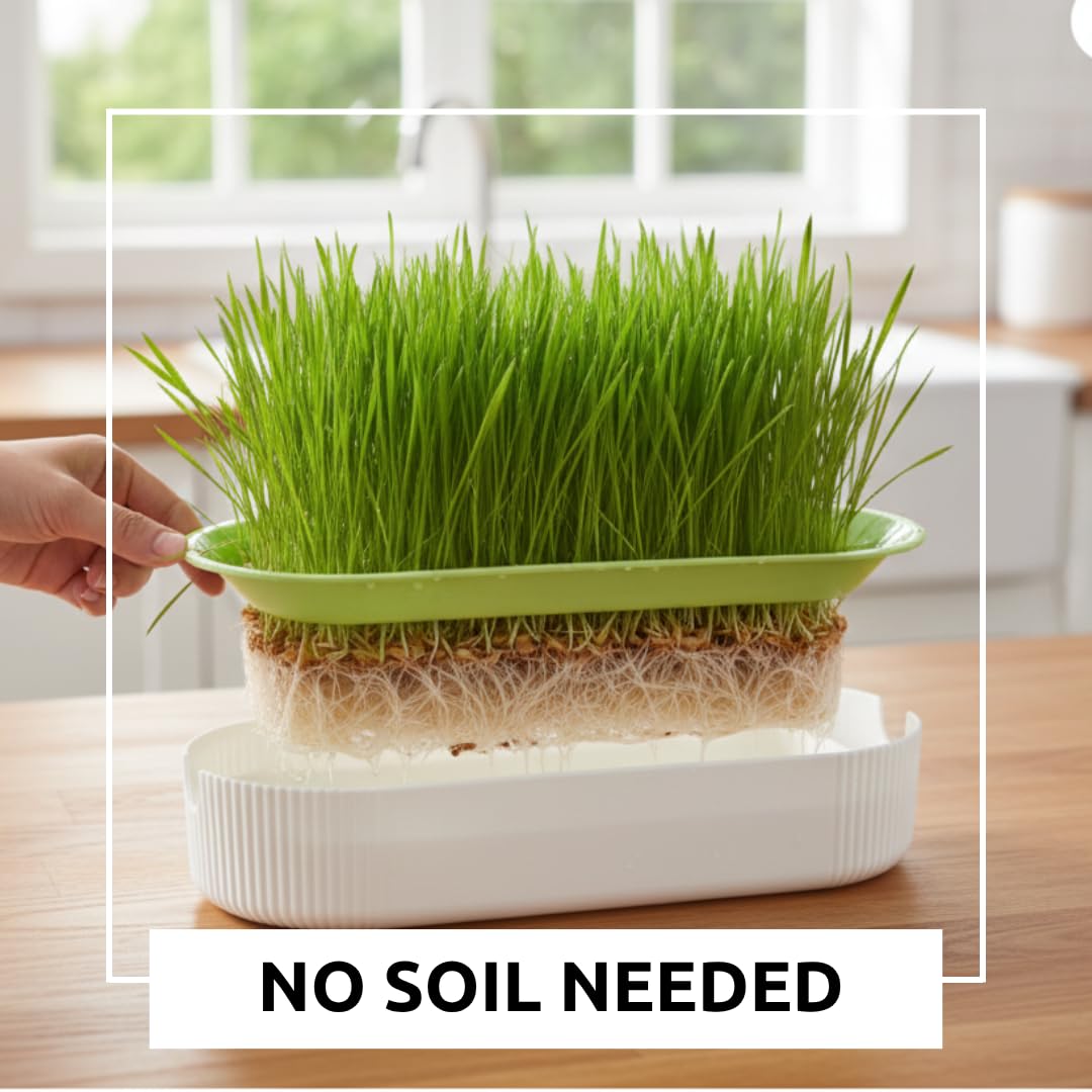 Hydroponic Cat Grass Grow Kit with 2 Oz Non-GMO Seeds Y917475