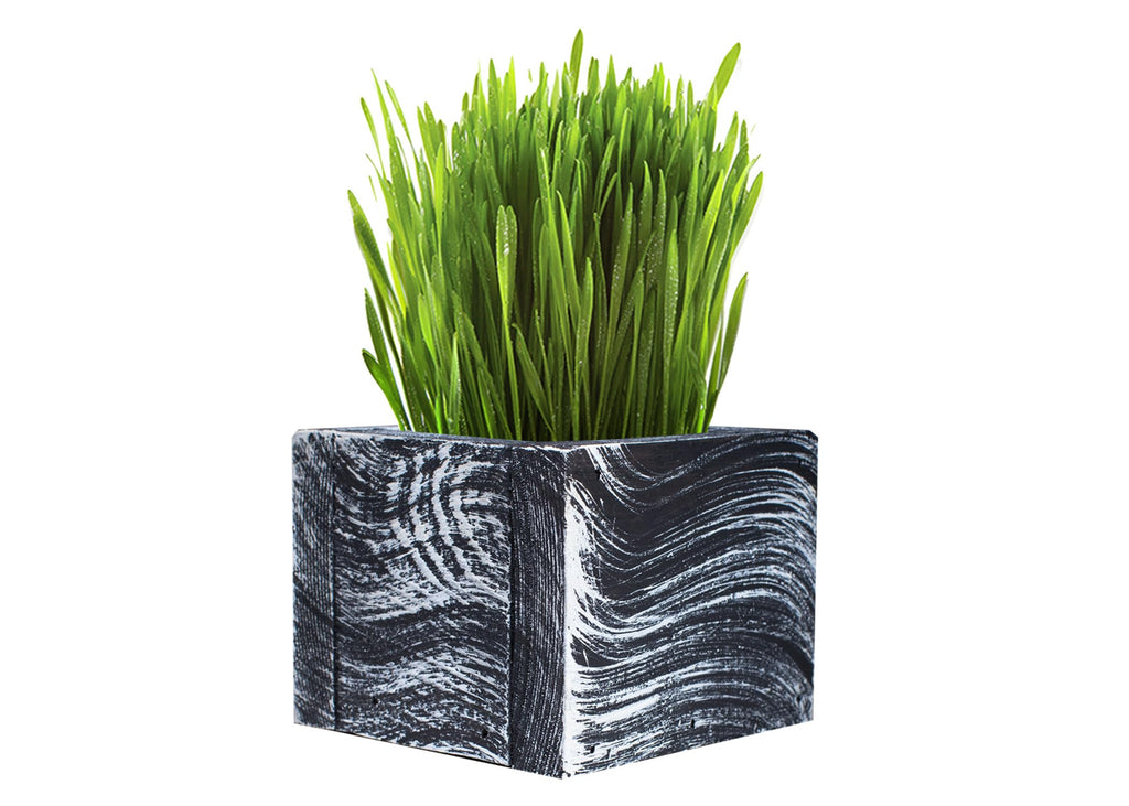 Organic Cat Grass Kit with Planter, Seeds and Soil B23085