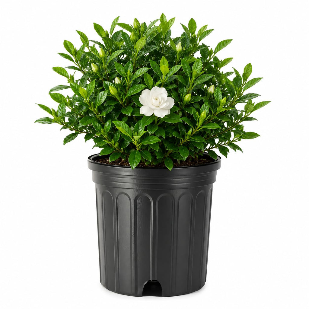 2 Large Trade Gallon Gardenia Jasminoides Fragrant Evergreen Shrub O87366