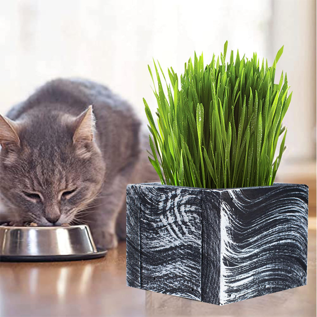 Organic Cat Grass Kit with Planter, Seeds and Soil B23085