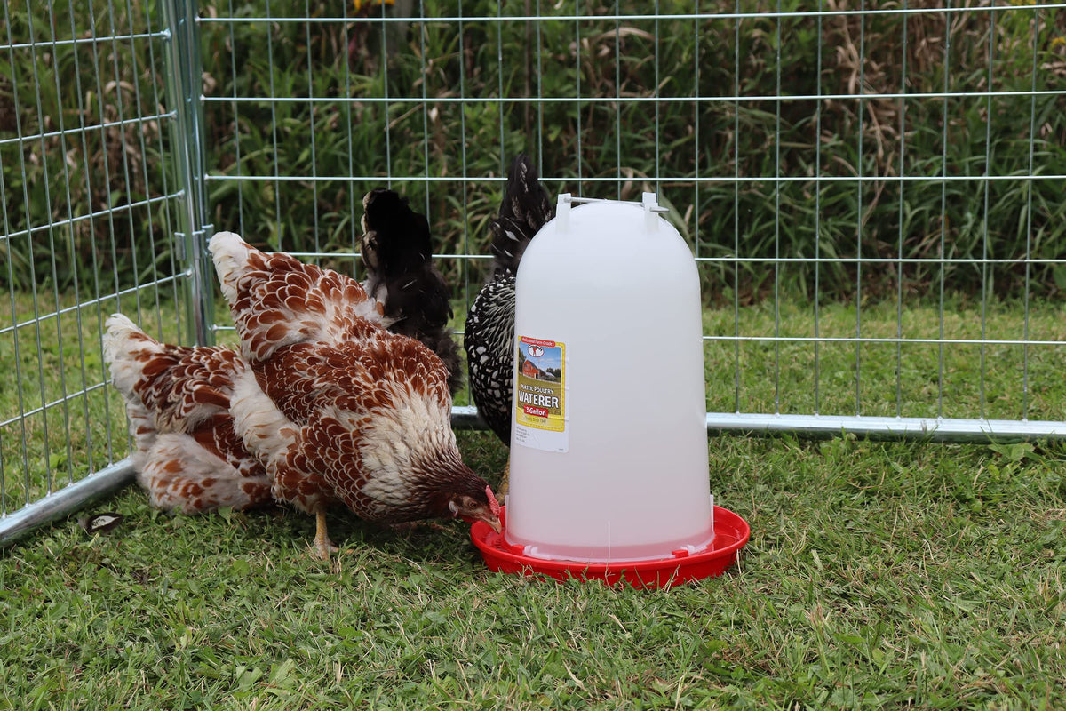 3 Gallon Plastic Poultry Waterer with Handle Z18508