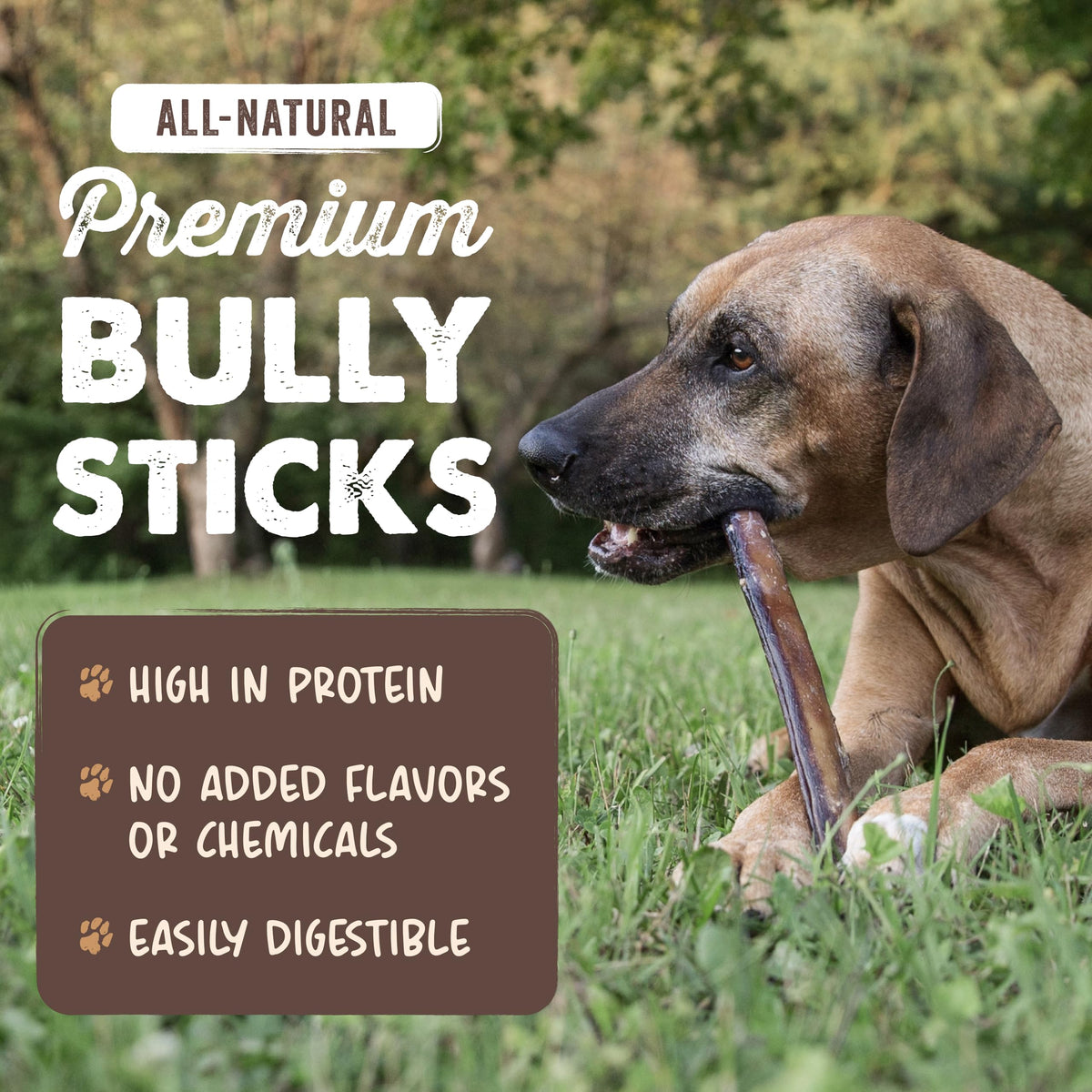 12" Bully Sticks Dog Chew V477