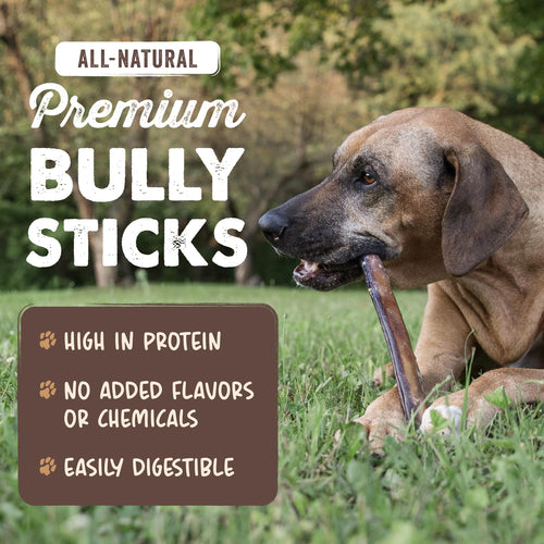12" Bully Sticks Dog Chew V477